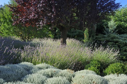 France, Var, Provence Verte (Green Provence), Bras village next to Saint Maximin, Le Peyrourier Bed & Breakfast, une campagne en Provence