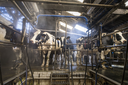 France, Finistère (29), Pays des Abers, Lannilis, ferme de Keruzal Vihan en bordure de l'Aber Benoit, élevage de vache laitières prim’holstein et traite du soir