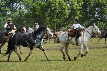 Argentine, province de Buenos Aires, San Antonio de Areco, fête du Jour de la Tradition (Dia de la Tradicion), figure appelée enchevêtrement de troupeaux (Entrevero de tropillas)