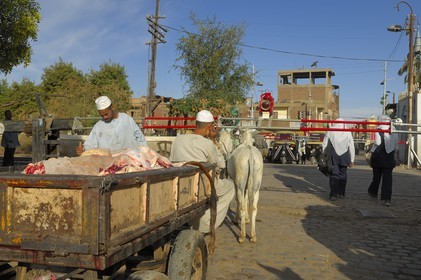 Egypte, Haute Egypte, Daraw au nord d'Assouan