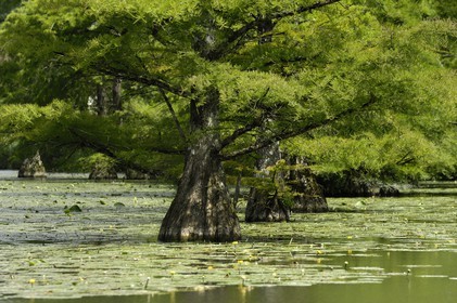 France, Loir-et-Cher (41), le parc du château de Cheverny, cyprès chauves dans le canal
