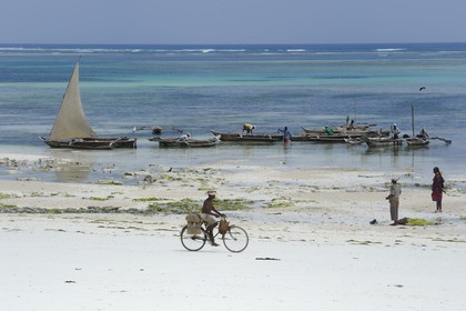 Tanzanie, archipel de Zanzibar, île de Unguja (Zanzibar), côte Sud-Est, Bwejuu, pêcheurs sur des dhow (boutre traditionnel)