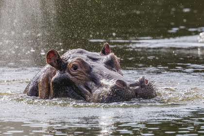 Rwanda, Akagera National Park, Lake Ihema, Hippopotamus (Hippopotamus amphibius) returning to the surface of the water