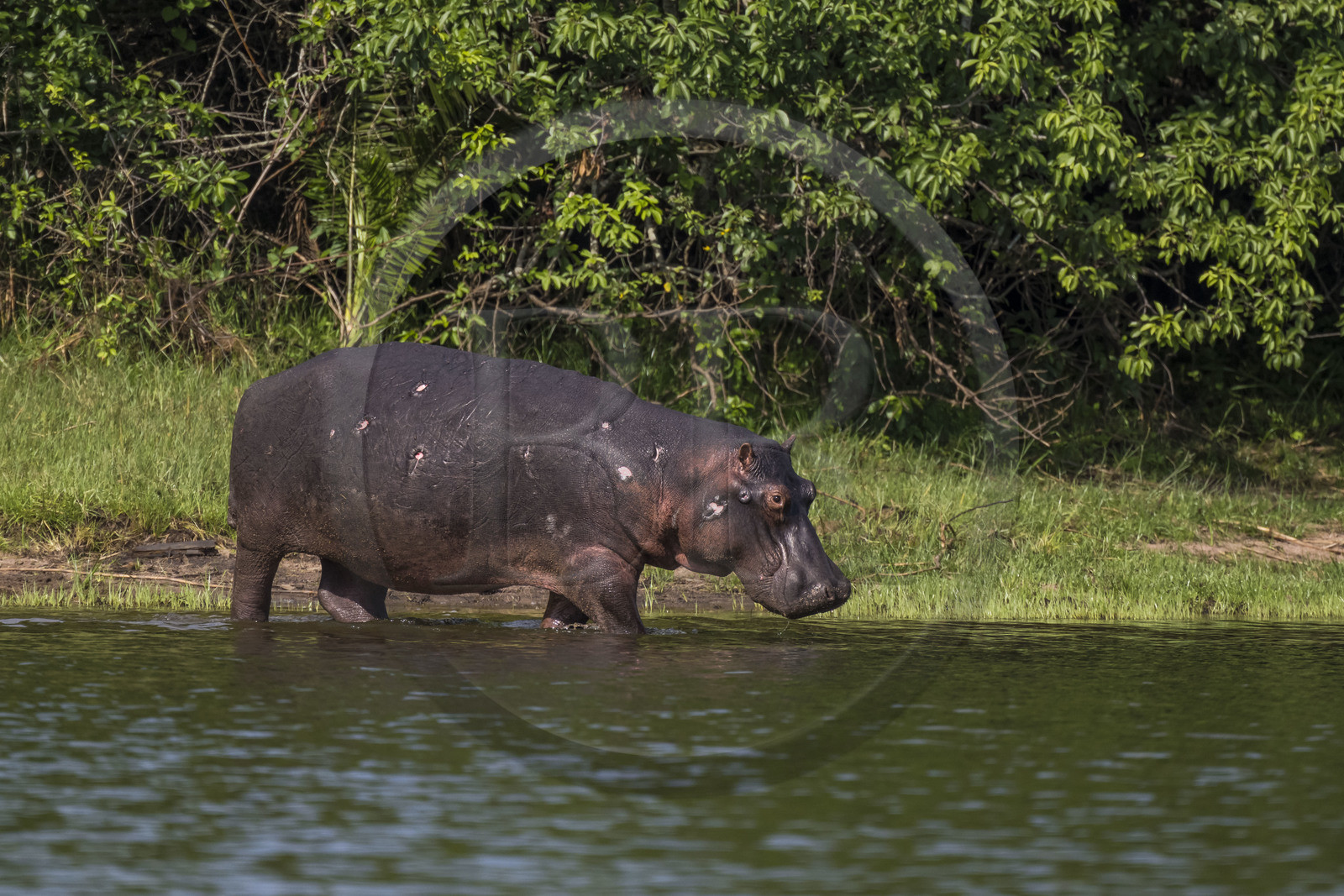 Rwanda, Parc national de l'Akagera, le lac Ihema, Hippopotame (Hippopotamus amphibius) en bordure du lac, on peut voir les blessures de ses combats passés