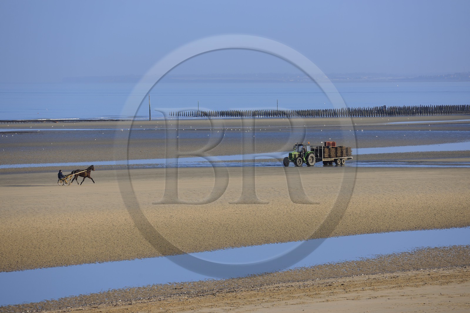 France, Manche, Cotentin, Sainte Marie du Mont, Utah Beach where took place the main American landing of D day, trotting carriages on the beach at low tide and producer of oysters