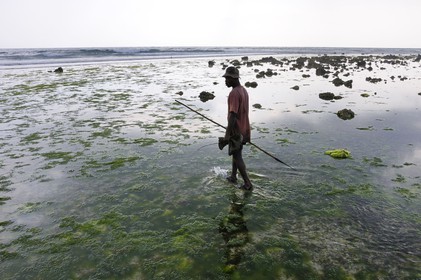 Tanzania, Zanzibar Archipelago, Unguja island (Zanzibar), southeast coast, Bwejuu, octopus fishing on the coral reef at low tide
