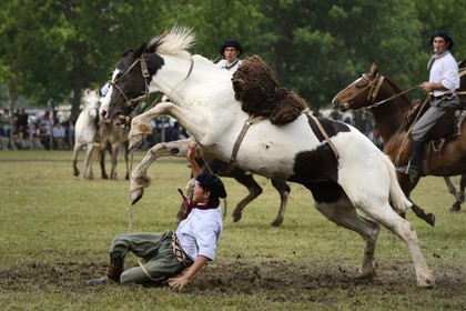 Argentina, Buenos Aires Province, San Antonio de Areco, Tradition Day festival (Dia de Tradicion), gauchos demonstrate their ability with horses at a rodeo called Jineteada gaucha