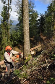 France, Bas Rhin, Northern Vosges Regional Natural Park, Obersteinbach, Steinbach national forest, logger Emmanuel Birgel cutting spruce trees sick by bark beetles underneath the ruins of the Wittschloessel fort