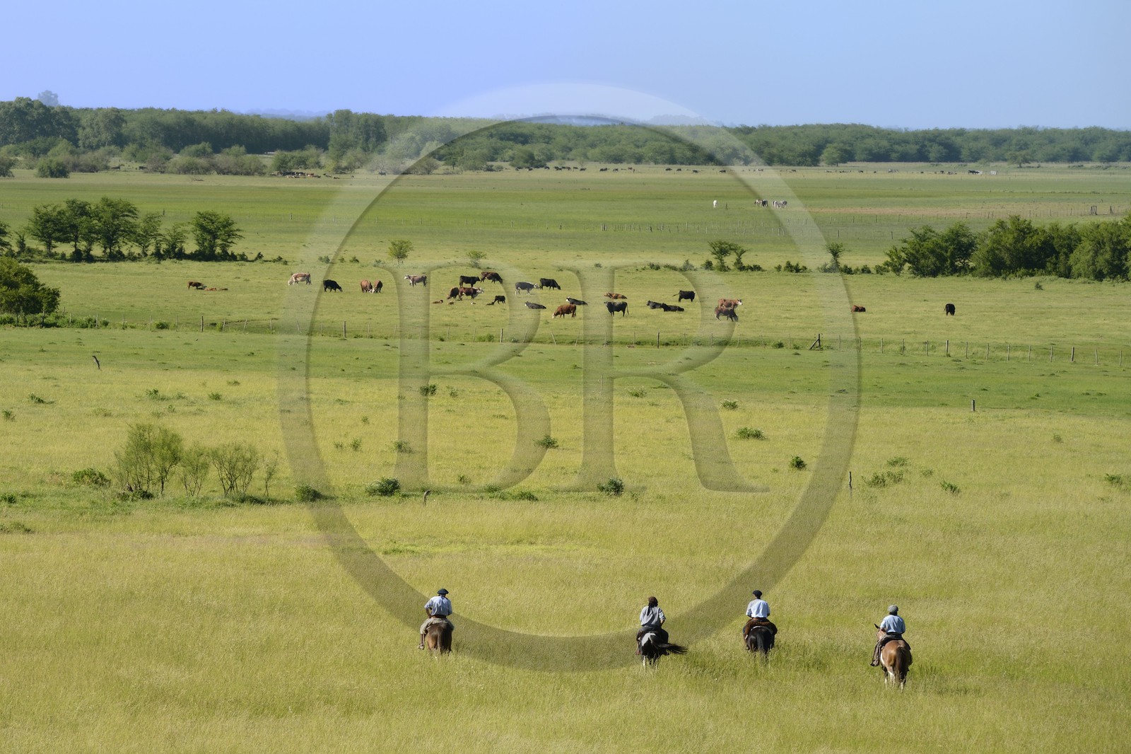 Argentine, province de Buenos Aires, San Antonio de Areco, estancia La Bamba de Areco, gauchos à cheval dans la pampa