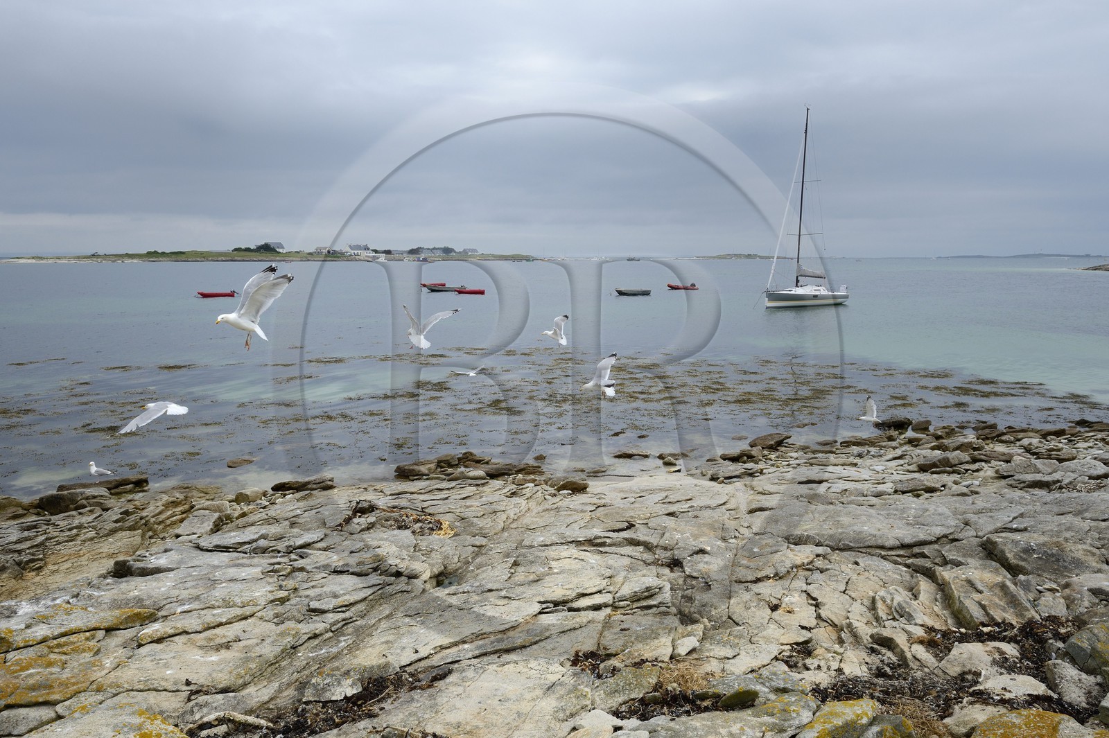 France, Finistère (29), La Foret Fouesnant, archipel des Glénan, Ile de Drenec, le voilier Pogo 10.50 entouré de goélands