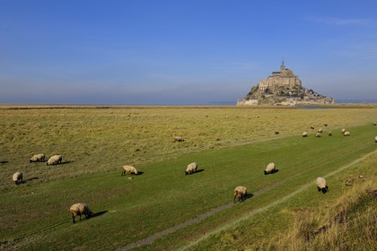 France, Manche (50), Mont-Saint-Michel, classé Patrimoine Mondial de l'UNESCO, moutons de prés salés