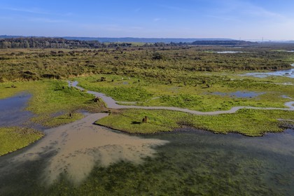 France, Seine-Maritime (76), Réserve Naturelle de l'estuaire de la Seine, troupeau de chevaux, le pont de Tancarville en arrière plan (vue aérienne)