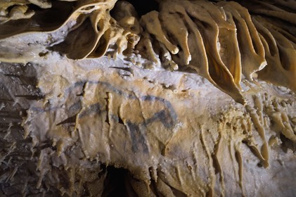 France, Dordogne (24), Périgord Vert, Villars, Grotte de Villars, dessin paléolithique au dioxyde de manganèse surnommé le Petit Cheval bleu datant d' environ 17000 ans (Magdalénien), il est recouvert par un manteau de calcite semi-transparent