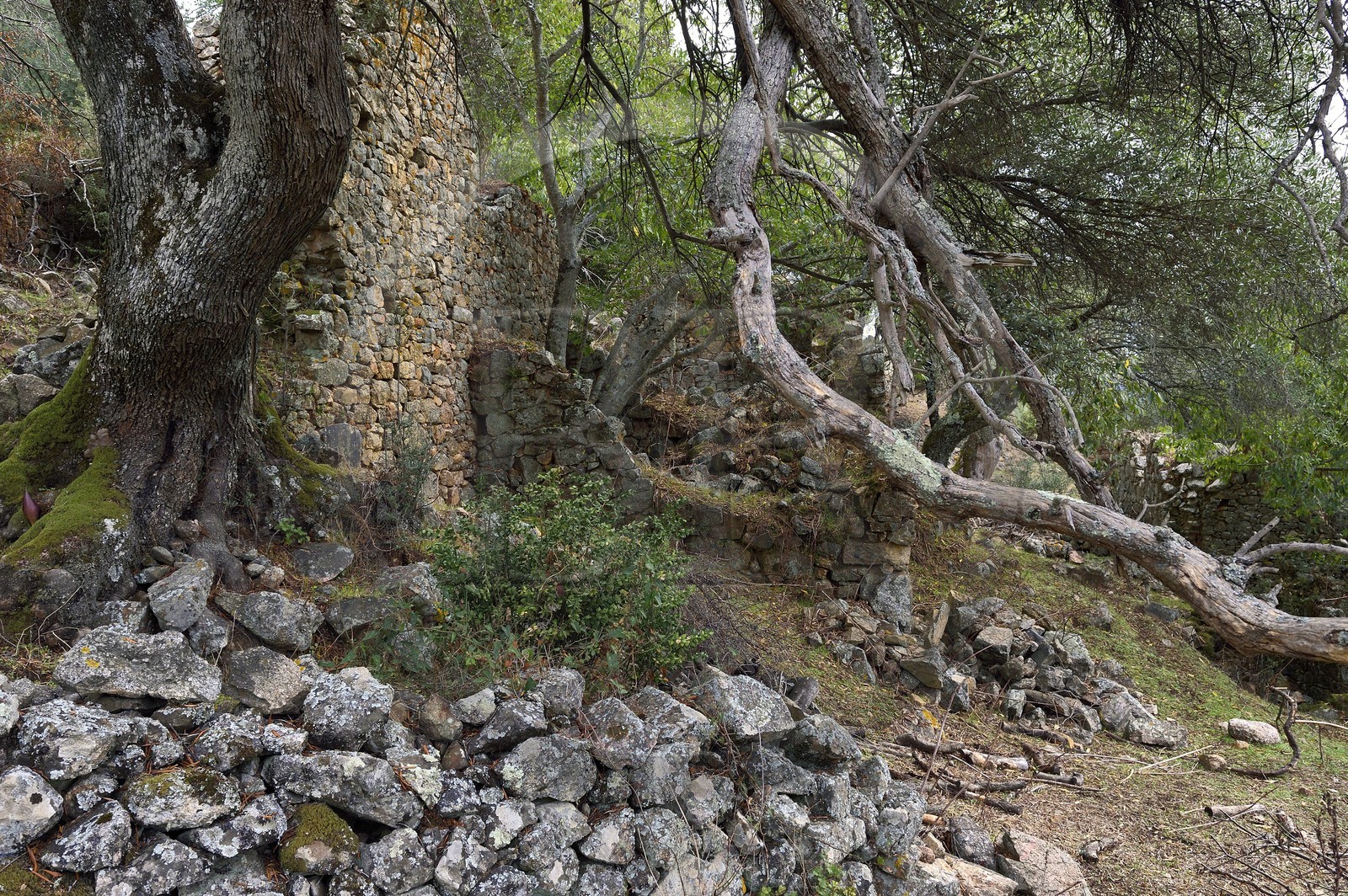 France, Corse-du-Sud (2A), région de Cargèse, les ruines grecques de Paomia qui fut la première implantation de la colonie grec avant Cargèse