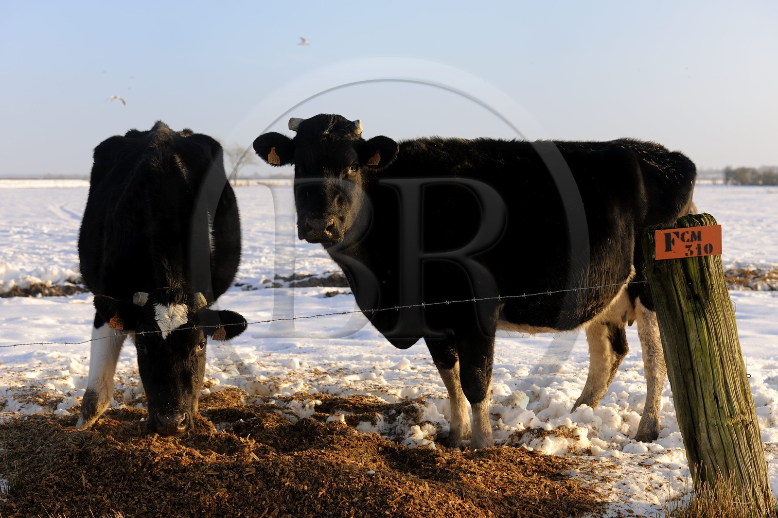 France, Manche (50), Cotentin, Sainte-Marie-du-Mont, marais du Grand Vey, vaches