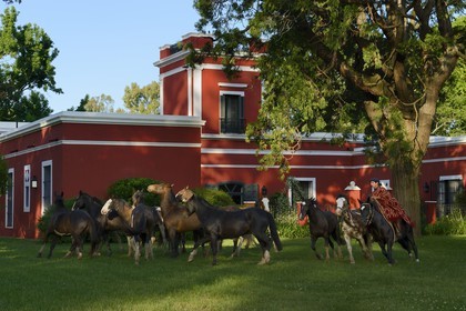 Argentine, province de Buenos Aires, San Antonio de Areco, gaucho et son troupeau de chevaux devant l'estancia La Bamba de Areco
