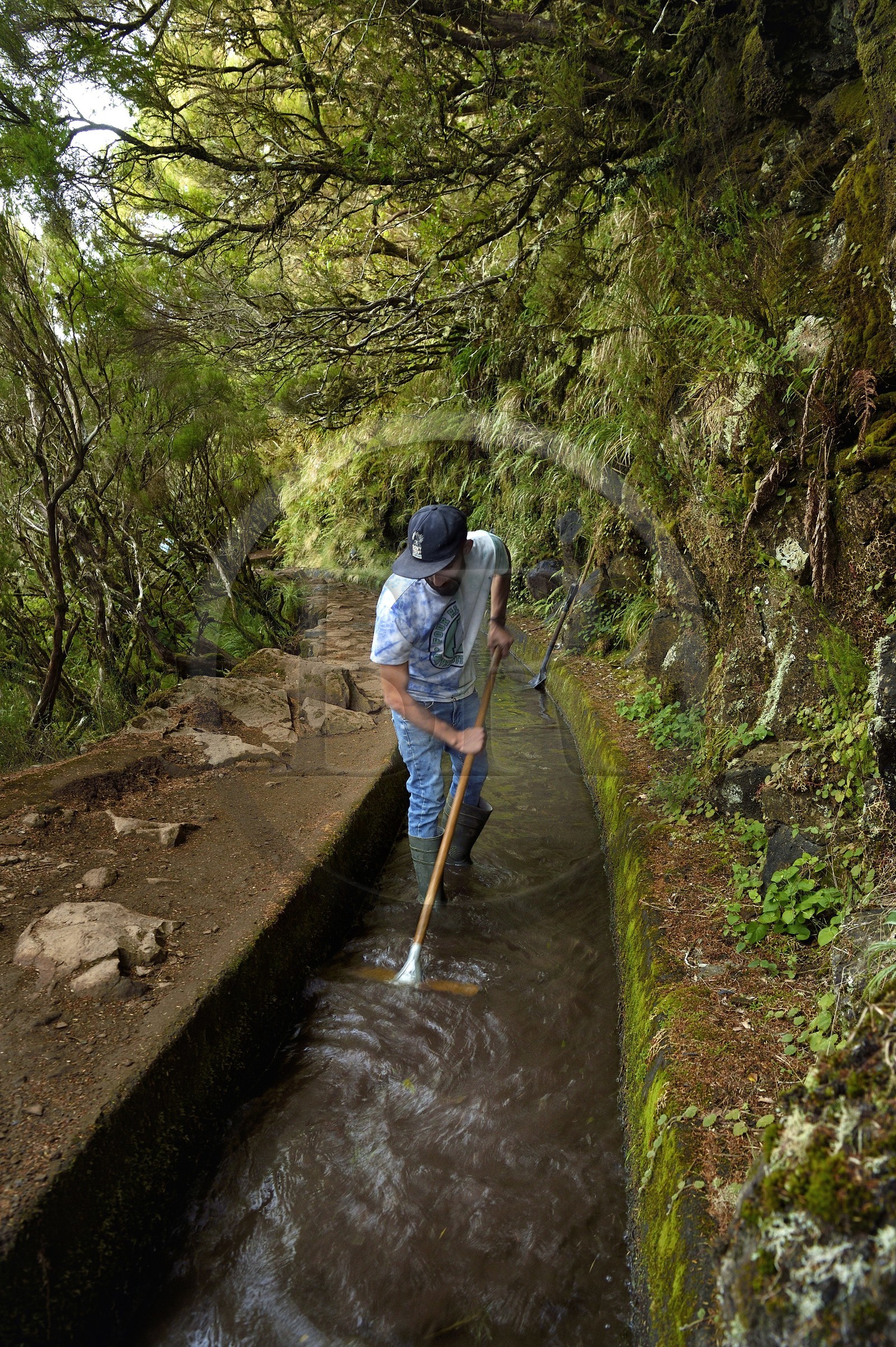 Portugal, Ile de Madère, randonnée dans La forêt de Rabaçal par la levada do Alecrim, un de ces innombrables canaux d'irrigation qui guident l’eau des hauts plateaux jusqu’aux terrasses cultivées du sud, le levadero Wilson Andrade entrain de curer la levada
