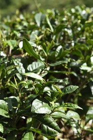 Sri Lanka, center province, Dalhousie, tea plantation, tea leaf