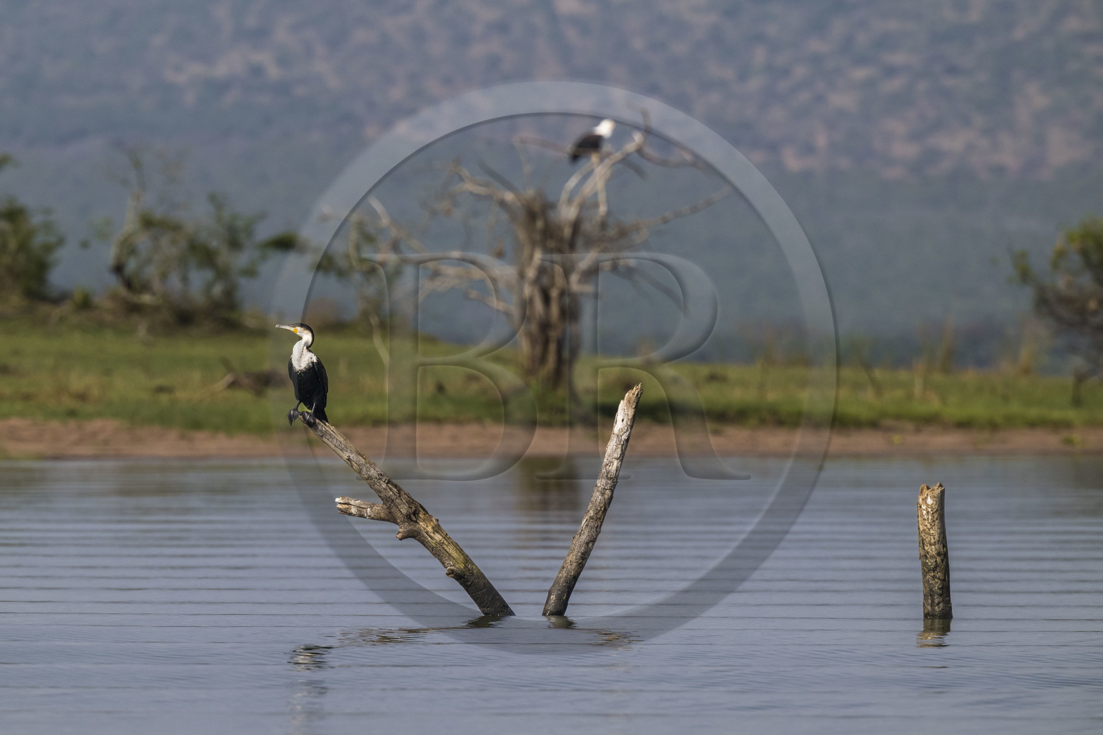 Rwanda, Parc national de l'Akagera, le lac Ihema, cormoran à poitrine blanche (Phalacrocorax lucidus)