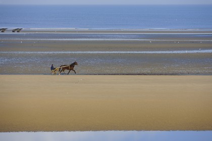 France, Manche, Cotentin, Sainte Marie du Mont, Utah Beach where took place the main American landing of D day, trotting carriages on the beach at low tide