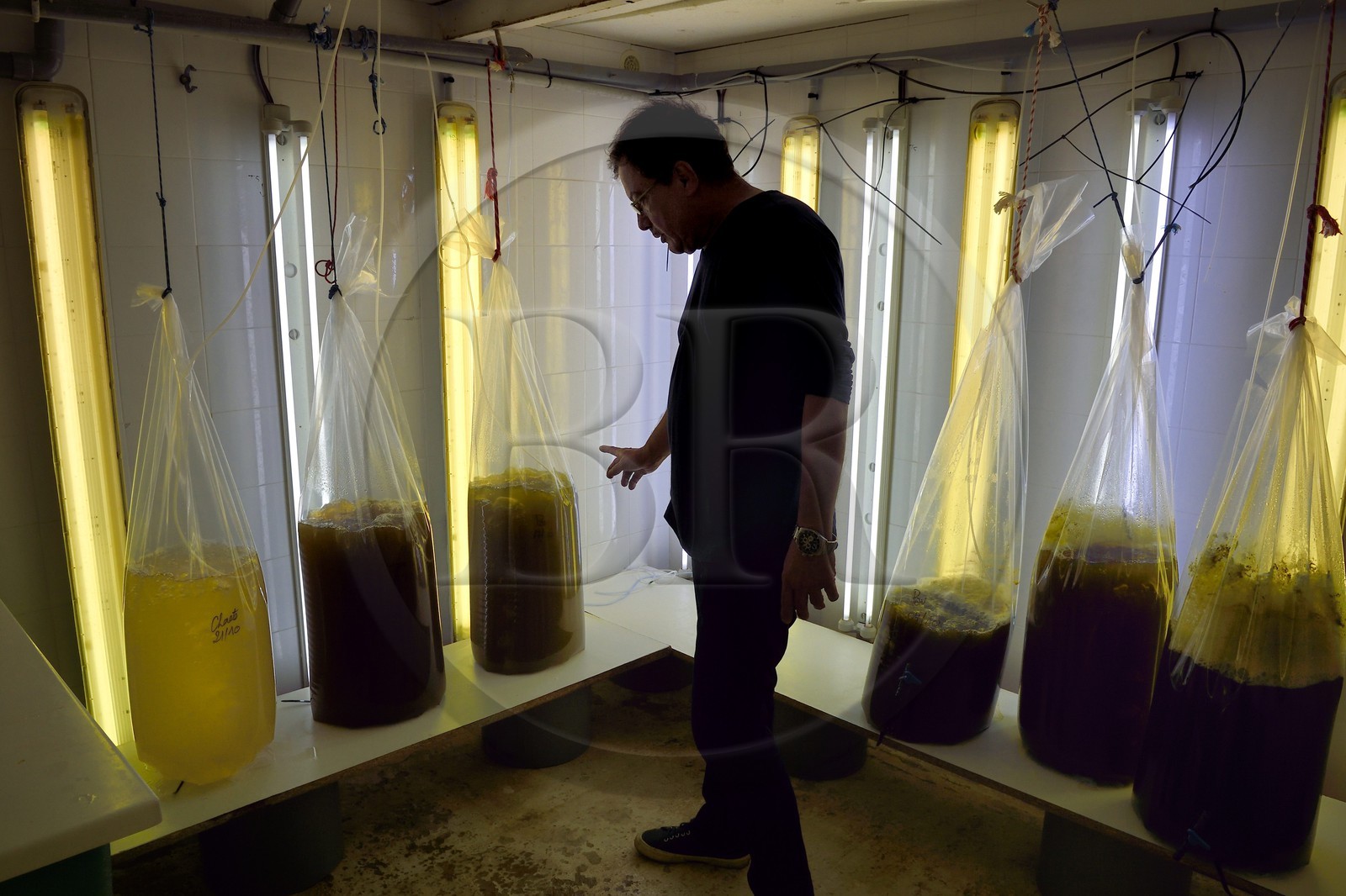 France, Var (83), Ile des Embiez, l'institut océanographique Paul Ricard, culture de microalgues pour nourrir les larves