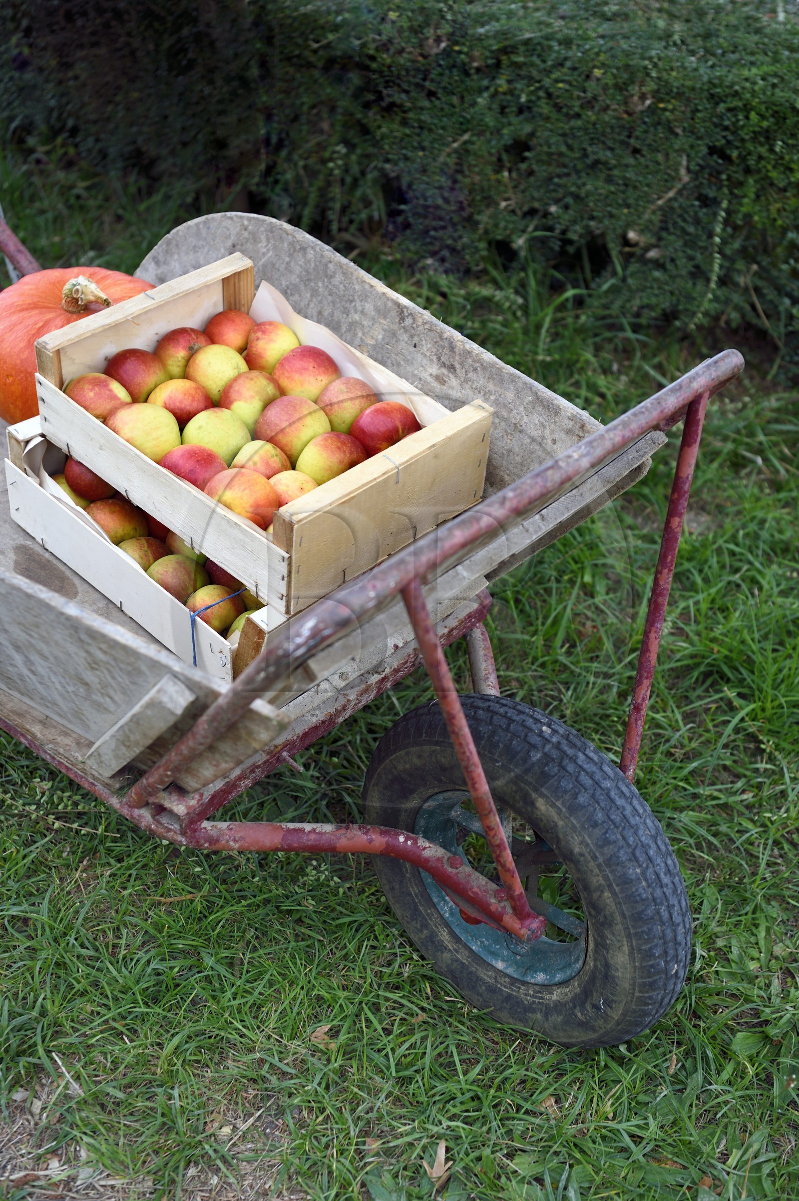 France, Seine-Maritime, Pays de Caux, Norman Seine River Meanders Regional Nature Park, Jumieges, sale of apples on the Fruit Route in the orchards along the Seine river