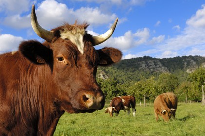 France, Calvados (14), la Suisse normande, Clécy, vaches dans le pré