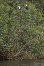 Rwanda, Akagera National Park, Lake Ihema, African fish eagle (Haliaeetus vocifer)