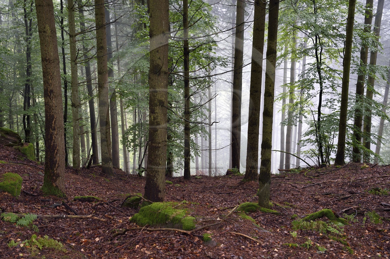 France, Bas-Rhin (67), Parc Naturel régional des Vosges du Nord, foret domaniale de La Petite Pierre au Hirschfels