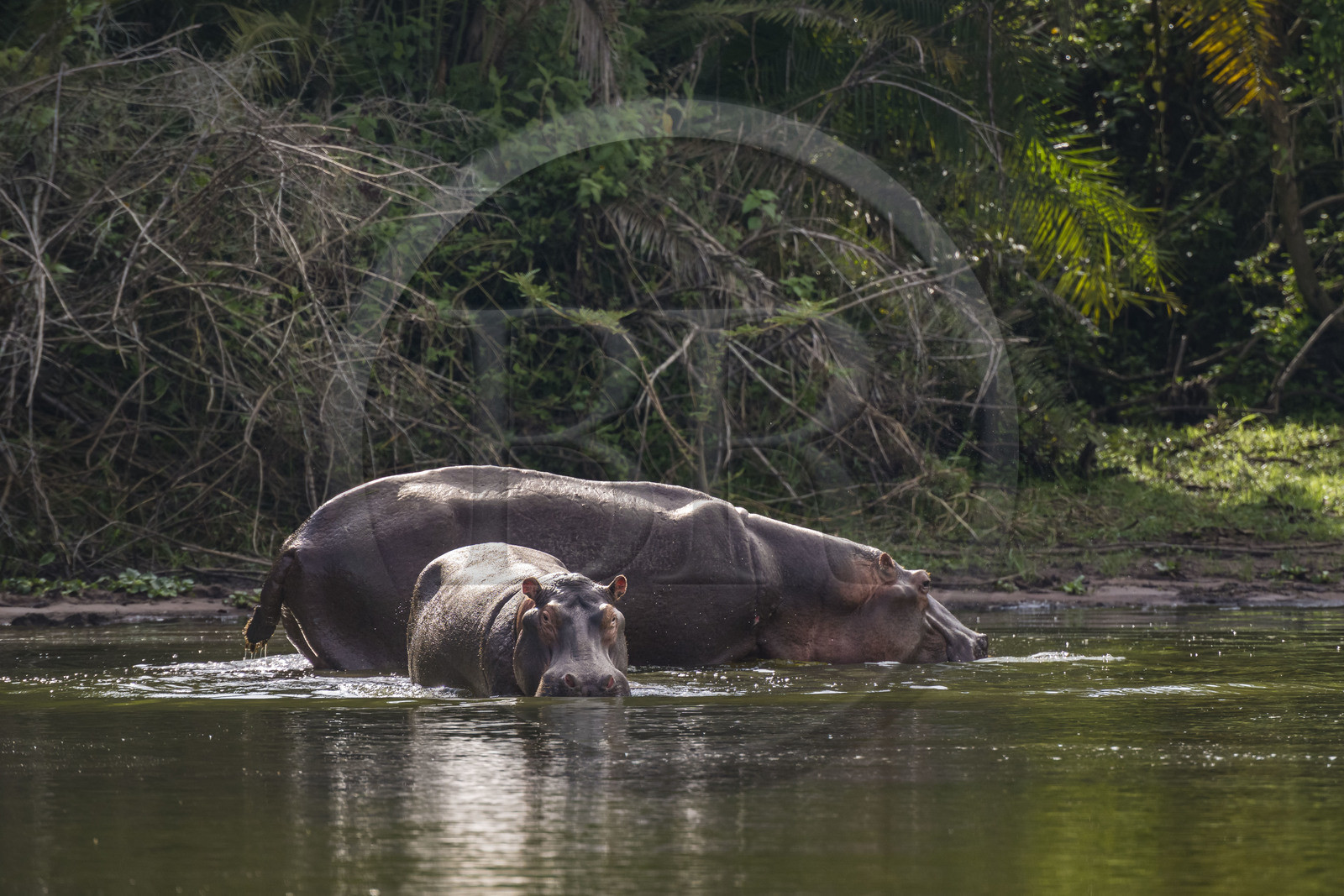 Rwanda, Parc national de l'Akagera, le lac Ihema, Hippopotames (Hippopotamus amphibius)