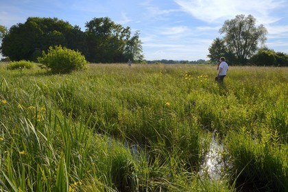 France, Bas Rhin, the Ried towards Herbsheim, the wet meadows