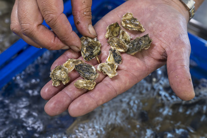 France, Finistère (29), Pays des Abers,  Lannilis, viviers et parc à huitres Prat-Ar-Coum, entreprise ostréicole de la famille d’Yvon Madec sur l'Aber Benoit, naissains d'huitres creuses de un an