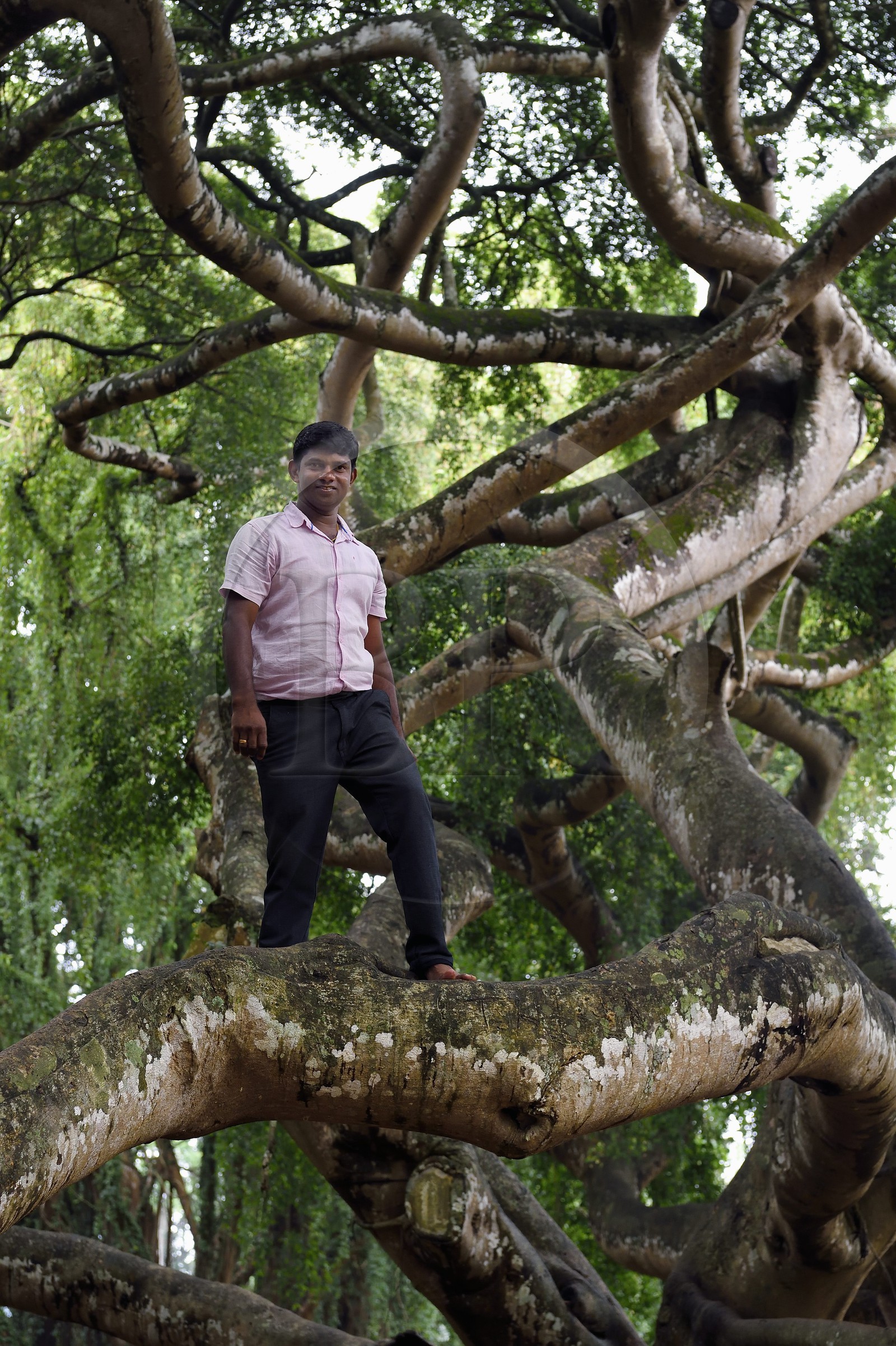 Sri Lanka, province du centre, Kandy, jardin botanique de Peradeniya, figuier de Java (Ficus Benjamina)