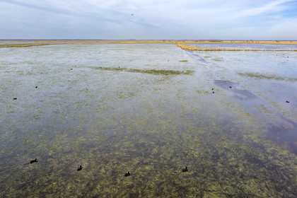 France, Loire-Atlantique (44), parc naturel regional de la Brière, Saint-Malo-de-Guersac, poules d'eau dans les marais de Brière  (vue aérienne)