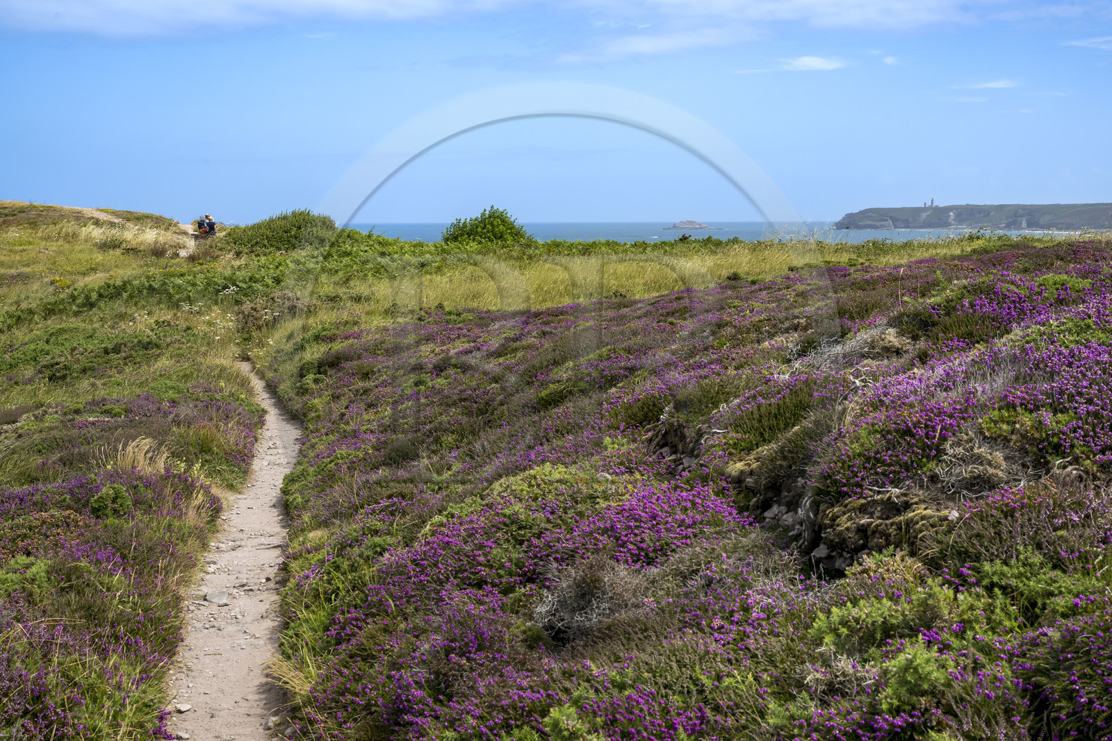 France, Côtes d'Armor (22), Grand Site de France Cap d'Erquy – Cap Fréhel, Fréhel, la bruyère cendrée est très présente dans la lande que traverse le chemin de Grande Randonnée GR34 et le phare du Cap Fréhel en arrière plan