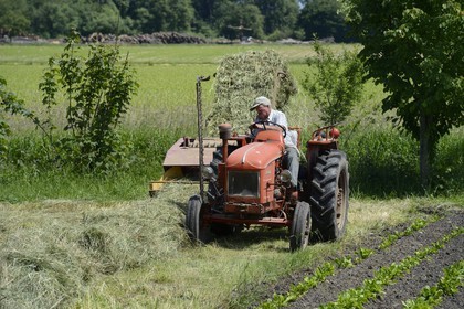 France, Bas Rhin, the Ried, Muttersholtz, farmer on his tractor for hay