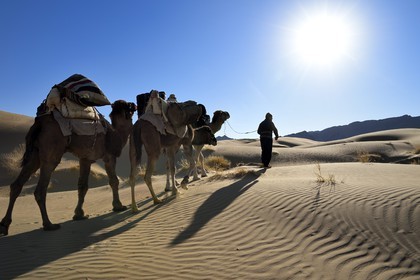 Iran, Province d'Ispahan, désert du Dasht-e Kavir, Mesr dans la région de Khur et Biabanak, caravane de dromadaires au lever de soleil dans les dunes du lieu dit de Kuh e-Sefid