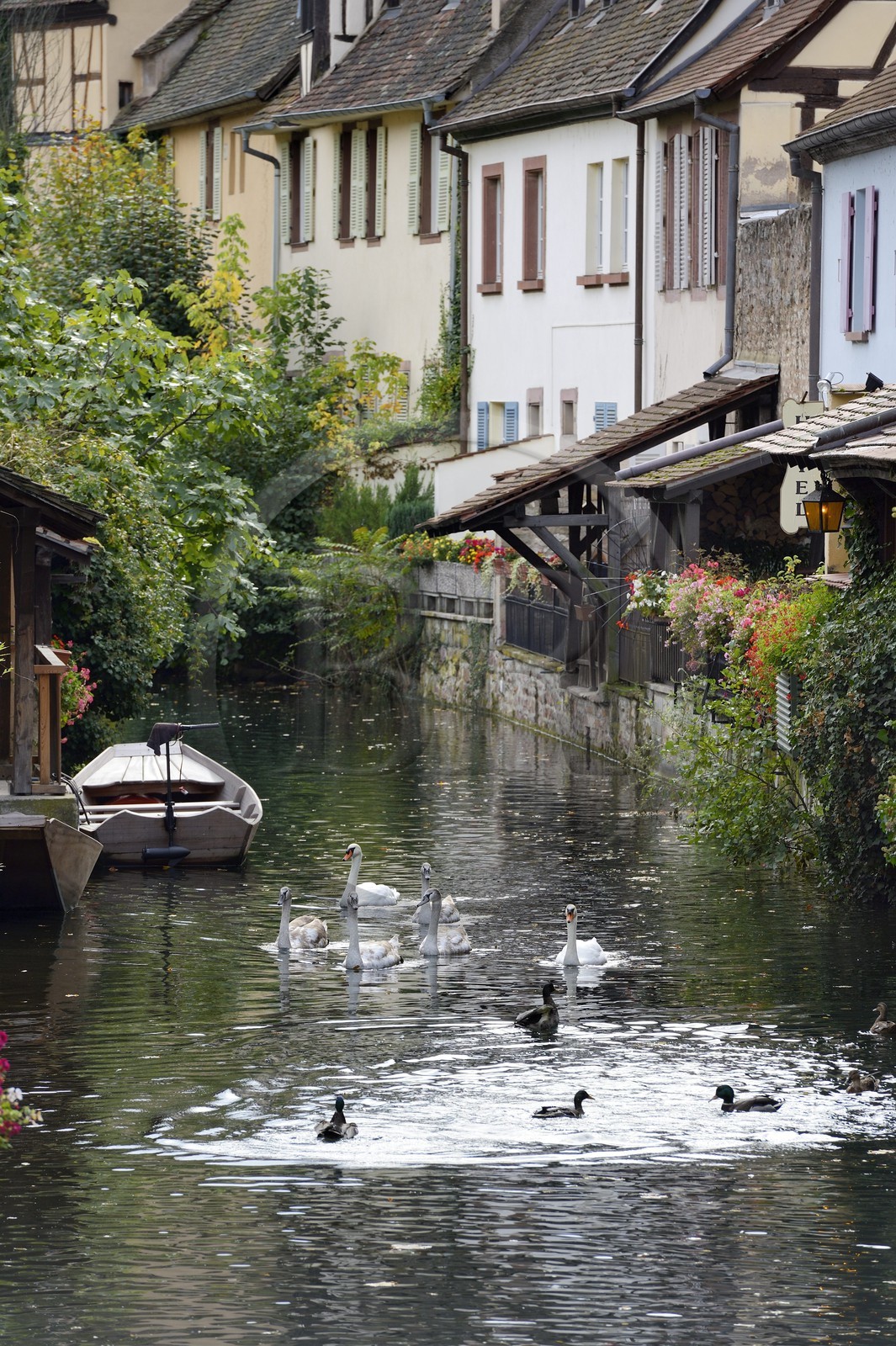 France, Haut-Rhin (68), Colmar, la petite Venise, quartier de la Krutenau arrosé par la rivière Lauch, cygnes et canards
