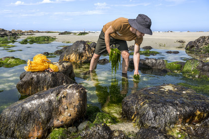 France, Finistère, Pays Bigouden (Bigouden country), Bay of Audierne, Plozevet, Lenny Gouedic co-creator of Begood Alg, harvesting wild edible algae (Ao Nori) on foot on the beach at low tide