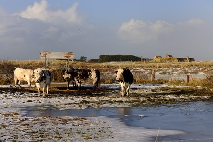France, Manche, Cotentin, cows along the dunes of Utah Beach where took place the main American landing of D day