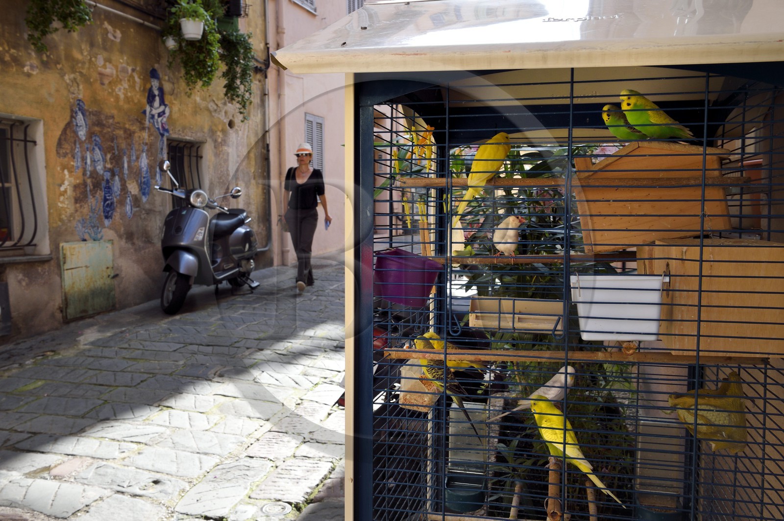 France, Alpes-Maritimes (06), Cannes, la vieille ville dans le quartier Le Suquet, cage de perruches sorties pour l'été rue Coste Corail