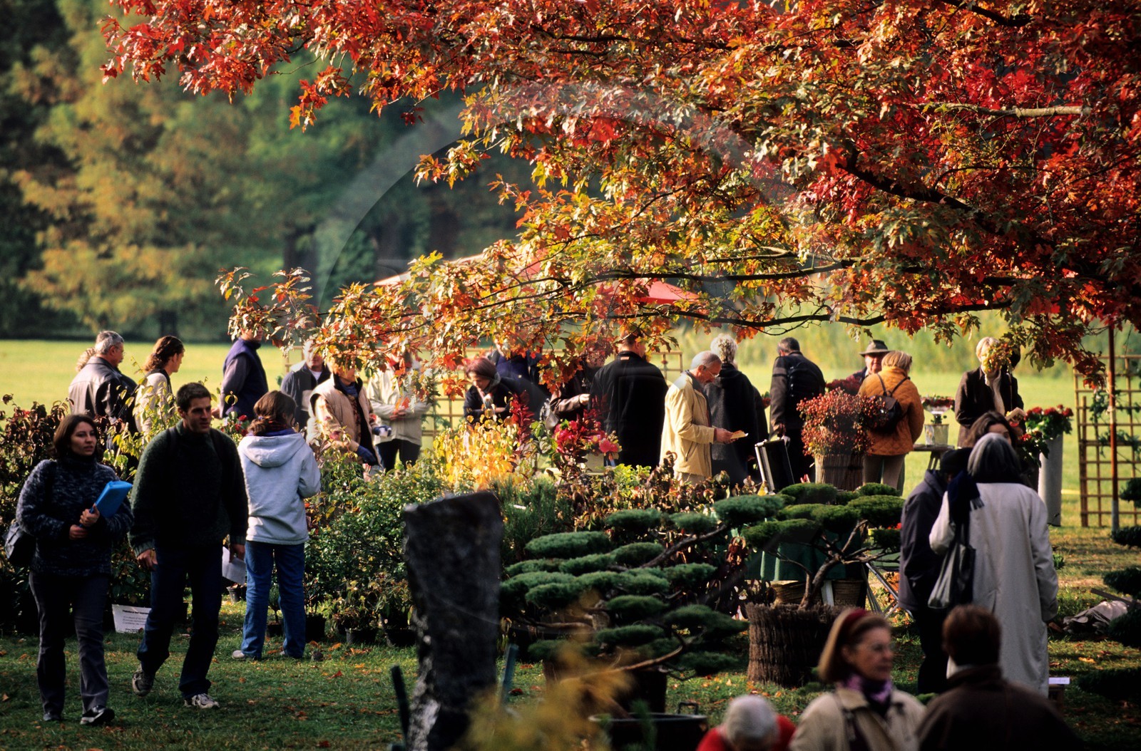 France, Essonne (91), château de Courson, 2 fois par an a lieu une ìgrande journée des plantes