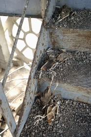 France, Allier (03), Vichy, Notre Dame des Malades (Our Lady of the Sick) church and Saint Blaise church, dried corpses of pigeons on the steeple stairs