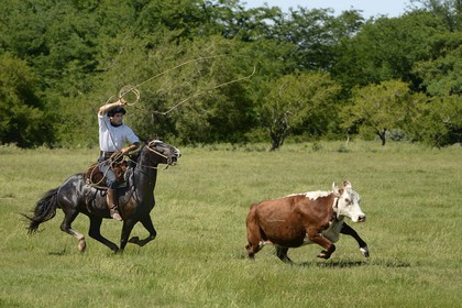 Argentine, province de Buenos Aires, San Antonio de Areco, estancia La Bamba de Areco, gaucho au travail pourchassant une vache au lasso