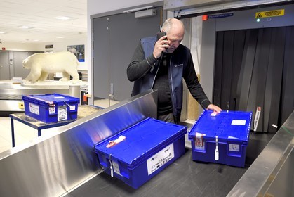 Norvège, Svalbard, Spitzberg, Longyearbyen, la Réserve mondiale de semences du Svalbard (banque de graines du Global Seed Vault), arrivée et passage des semences au controle de l'aéroport effectué par NordGen, un ours blanc polaire en arrière plan