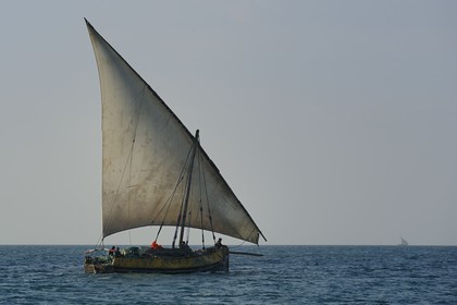 Tanzanie, archipel de Zanzibar, île de Unguja (Zanzibar), côte ouest, un dhow (boutre traditionnel)