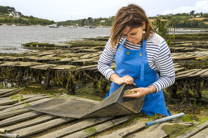 France, Finistère (29), Pays des Abers,  Lannilis, viviers et parc à huitres Prat-Ar-Coum, entreprise ostréicole de la famille d’Yvon Madec sur l'Aber Benoit, Caroline Madec travaille sur des poches de criblure de naissains d’huitres