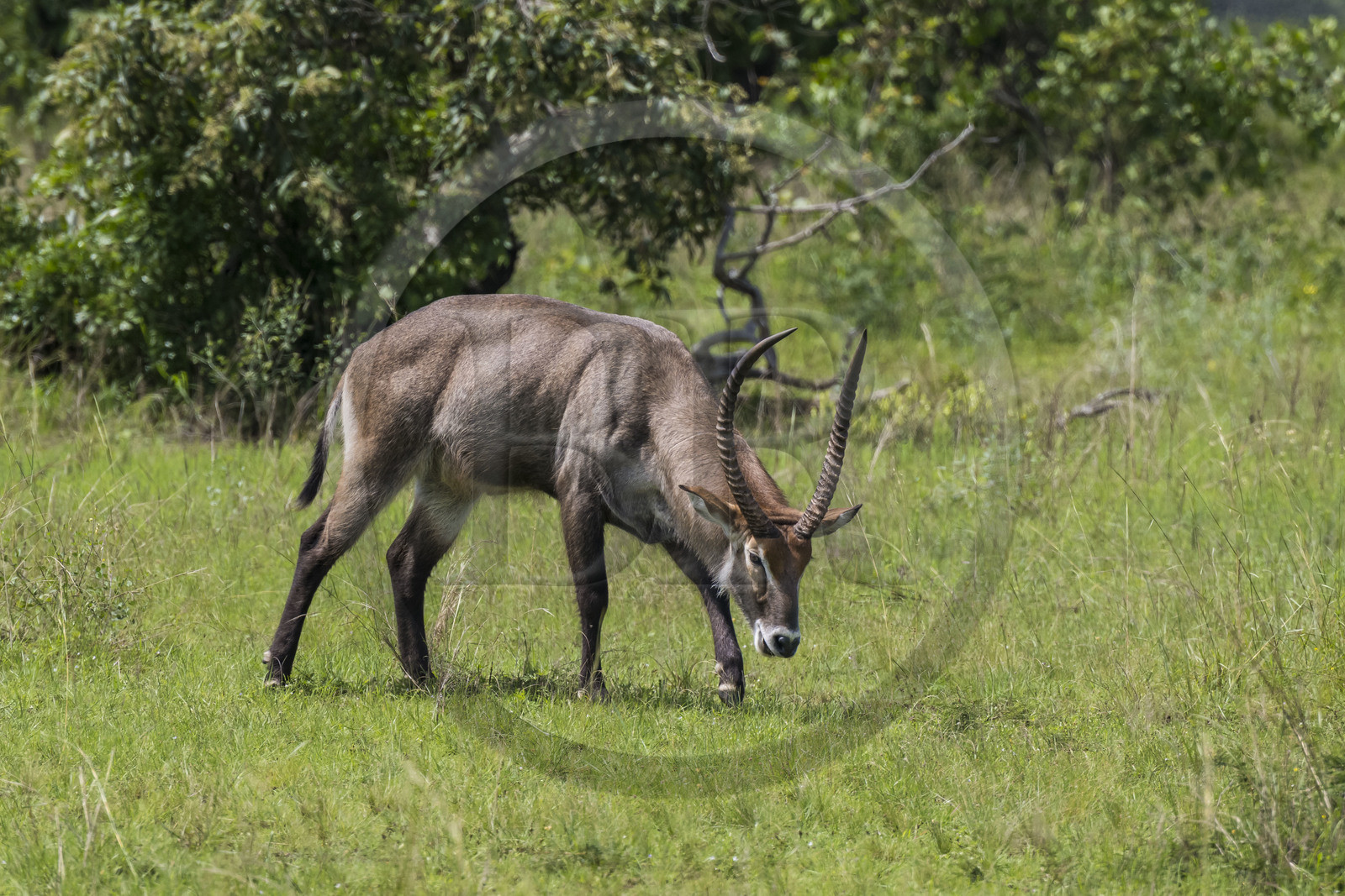 Rwanda, Parc national de l'Akagera, Cobe Defassa (Kobus ellipsiprymnus defassa) male
