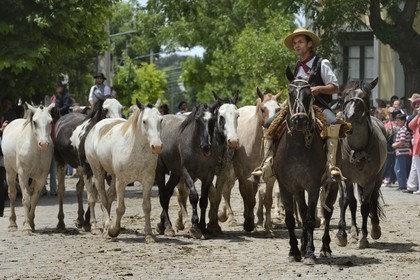 Argentina, Buenos Aires Province, San Antonio de Areco, Tradition Day festival (Dia de Tradicion), gaucho with his herd of horses