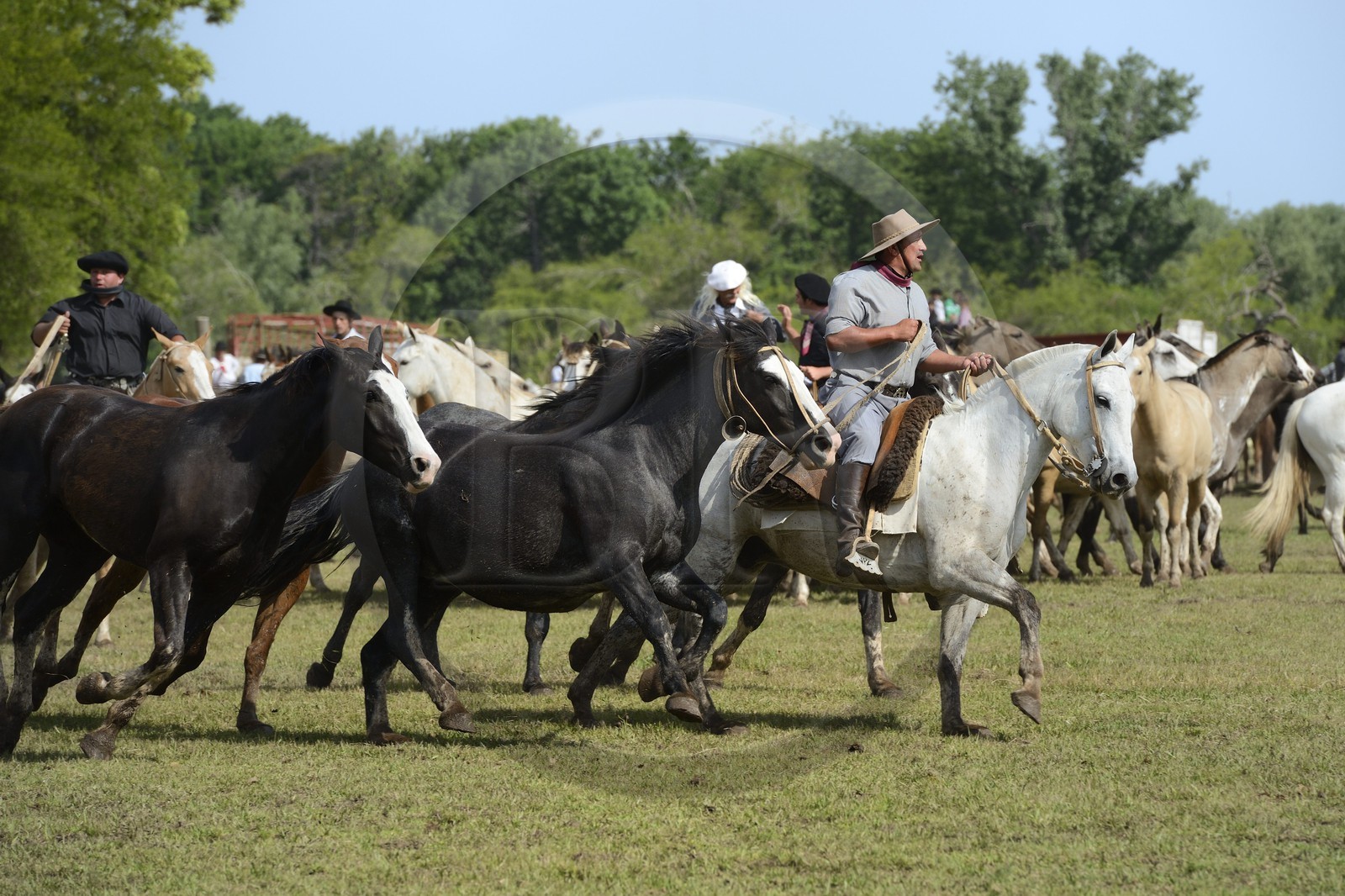 Argentine, province de Buenos Aires, San Antonio de Areco, fête du Jour de la Tradition (Dia de la Tradicion), figure appelée enchevêtrement de troupeaux (Entrevero de tropillas)